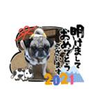 パグの歳三ドラゴンタイガー（個別スタンプ：26）