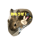ほむくん（個別スタンプ：3）