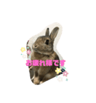 ほむくん（個別スタンプ：9）
