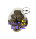 ほむくん（個別スタンプ：10）