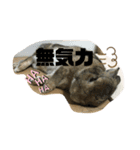ほむくん（個別スタンプ：15）