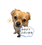 こてぴー日和2（個別スタンプ：1）