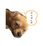 こてぴー日和2（個別スタンプ：3）