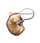 こてぴー日和2（個別スタンプ：4）