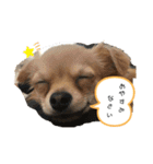 こてぴー日和2（個別スタンプ：5）