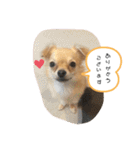 こてぴー日和2（個別スタンプ：10）