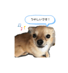 こてぴー日和2（個別スタンプ：12）