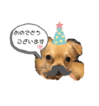 こてぴー日和2（個別スタンプ：13）