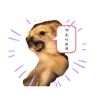 こてぴー日和2（個別スタンプ：16）