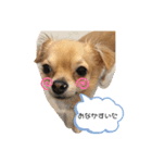 こてぴー日和2（個別スタンプ：19）