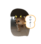 こてぴー日和2（個別スタンプ：20）
