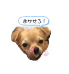 こてぴー日和2（個別スタンプ：21）
