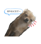 こてぴー日和2（個別スタンプ：23）