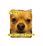 こてぴー日和2（個別スタンプ：24）