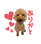 嵐と書いてRAN withココア（個別スタンプ：3）