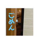 嵐と書いてRAN withココア（個別スタンプ：4）