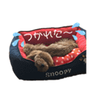 嵐と書いてRAN withココア（個別スタンプ：7）