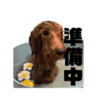 嵐と書いてRAN withココア（個別スタンプ：10）