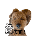 嵐と書いてRAN withココア（個別スタンプ：13）