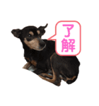 嵐と書いてRAN withココア（個別スタンプ：14）