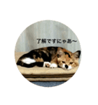 たぬことはな（個別スタンプ：1）