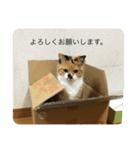 たぬことはな（個別スタンプ：2）