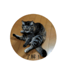 たぬことはな（個別スタンプ：3）