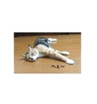 たぬことはな（個別スタンプ：4）