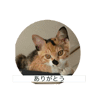 たぬことはな（個別スタンプ：6）