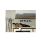 たぬことはな（個別スタンプ：7）