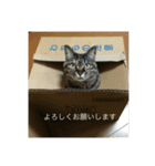 たぬことはな（個別スタンプ：10）