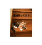 たぬことはな（個別スタンプ：13）