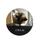 たぬことはな（個別スタンプ：14）