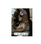 たぬことはな（個別スタンプ：16）