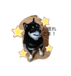 黒柴★Mud（個別スタンプ：3）