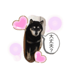 黒柴★Mud（個別スタンプ：12）