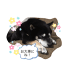 黒柴★Mud（個別スタンプ：15）