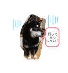 黒柴★Mud（個別スタンプ：18）