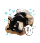 黒柴★Mud（個別スタンプ：23）