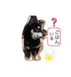黒柴★Mud（個別スタンプ：24）