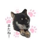 黒柴★Mud（個別スタンプ：26）