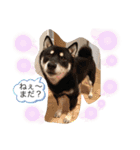 黒柴★Mud（個別スタンプ：32）