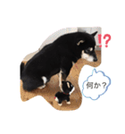 黒柴★Mud（個別スタンプ：34）