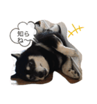 黒柴★Mud（個別スタンプ：35）