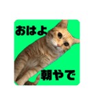 ぺーとちび（個別スタンプ：1）
