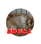 ぺーとちび（個別スタンプ：4）