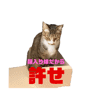 ぺーとちび（個別スタンプ：13）