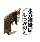 ぺーとちび（個別スタンプ：20）