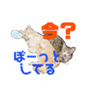 ぺーとちび（個別スタンプ：22）