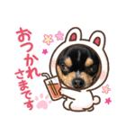 じろの日常3（個別スタンプ：12）